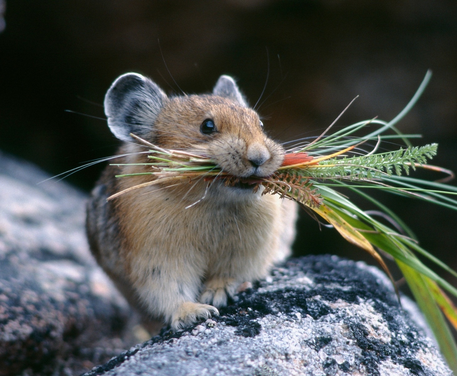 Мышь - Блог о социальной архитектуре